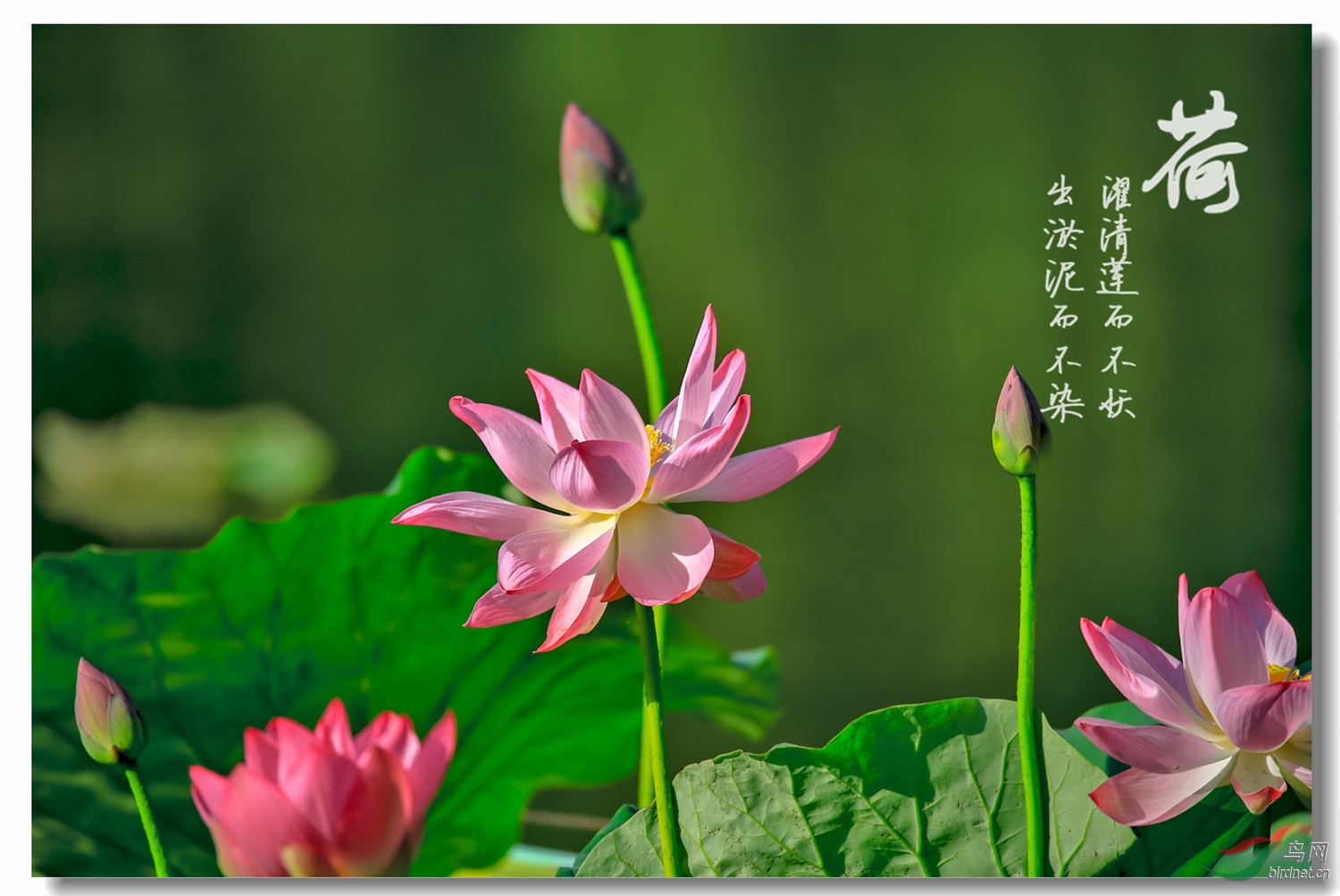 诗词·百花集：清水碧潭浮菡萏，翠盖玉颈立芙蓉