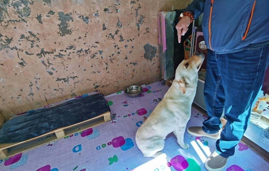 养狗人的视频,养狗人皮肤过敏的症状和表现