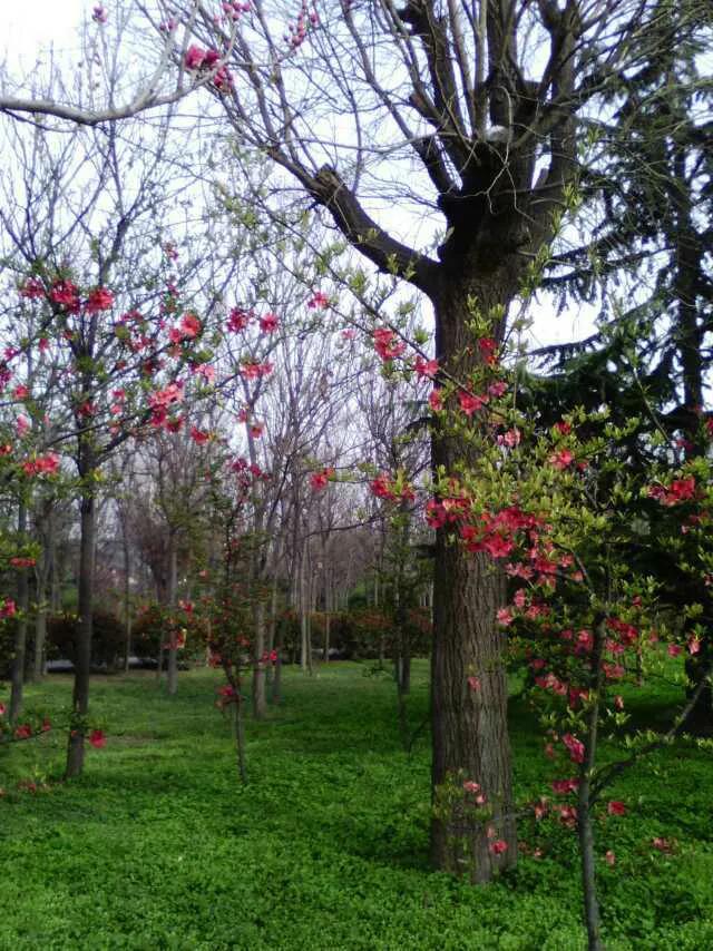 咸阳最好的公园在哪里,咸阳龙湖彩虹郦城规划有公园吗