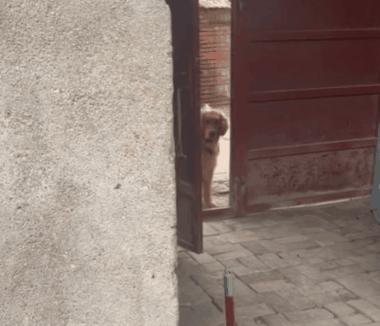 狗狗睡觉突然尖叫前腿不停的动,狗狗睡觉突然吓一跳