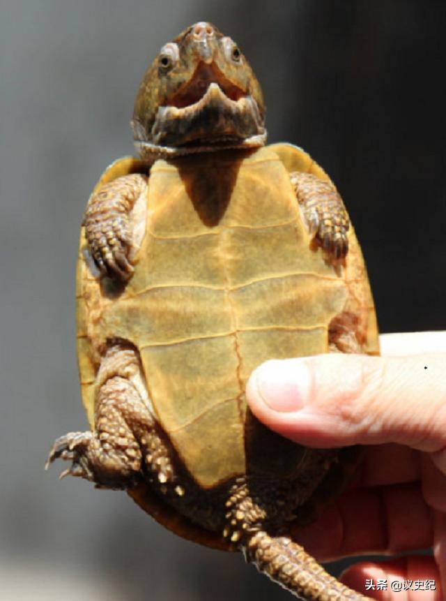 2012男子在野外捡到了小乌龟,男子捡了一个小乌龟最后被抓