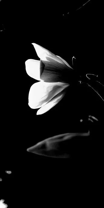 花朵黑白手绘图,黑白图片花朵