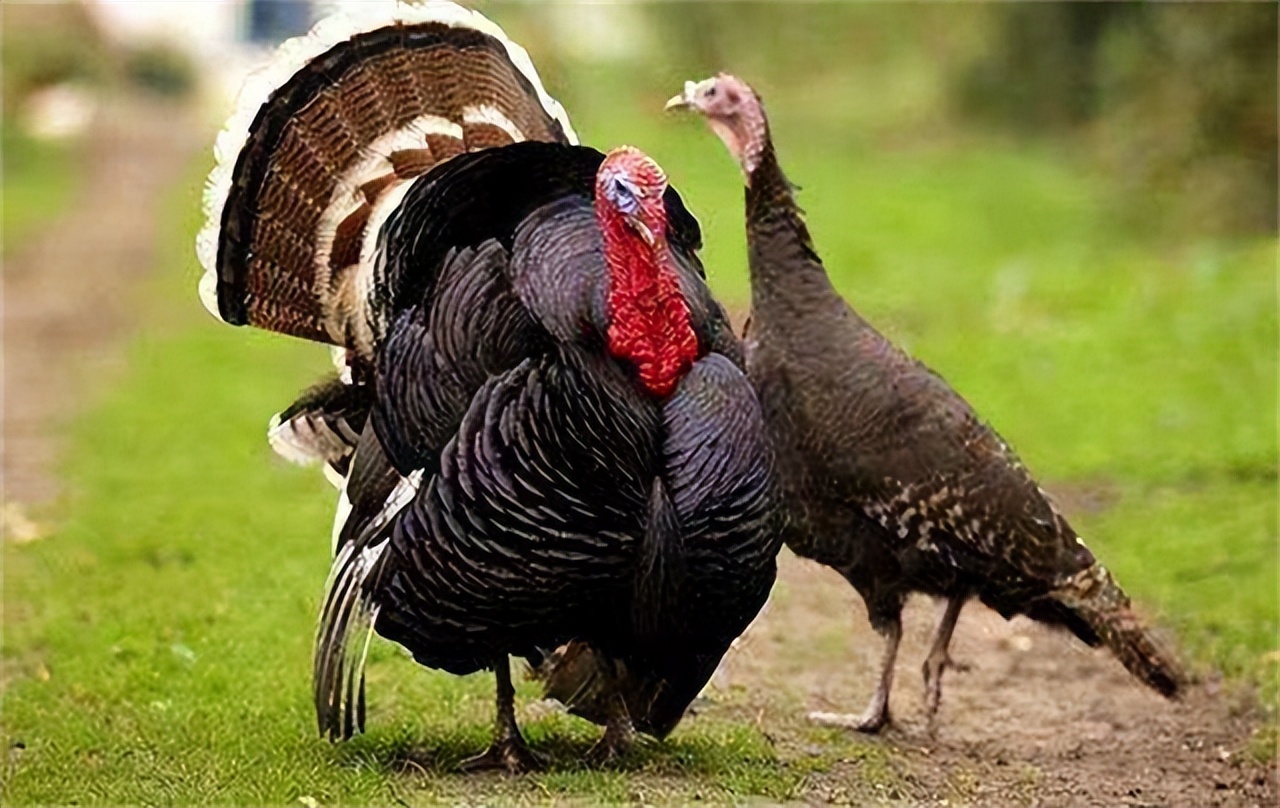 火鸡肉这么难吃为什么外国人吃,美国火鸡肉到底好不好吃