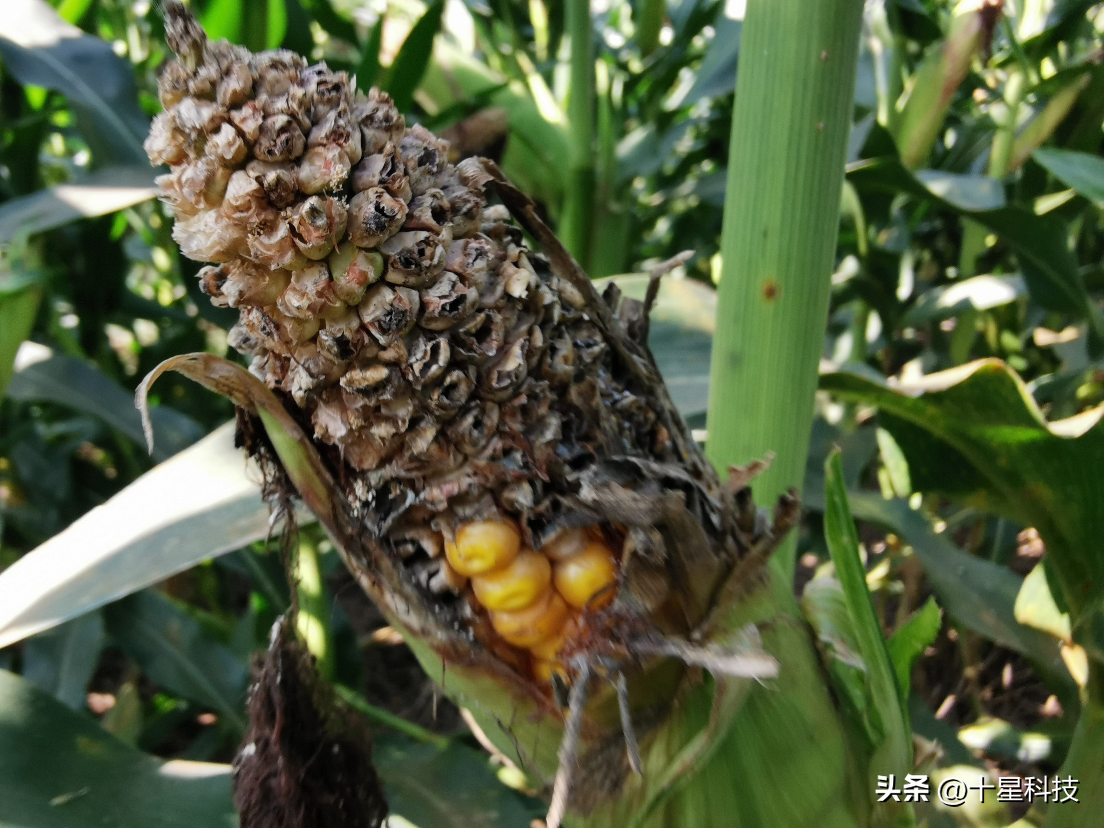 玉米抗虫品种审定,2022年抗虫的玉米种