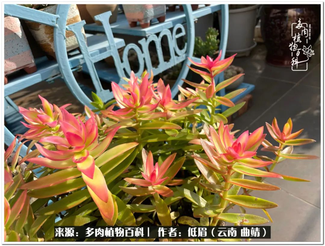 养了8年的多肉,养了七年多肉