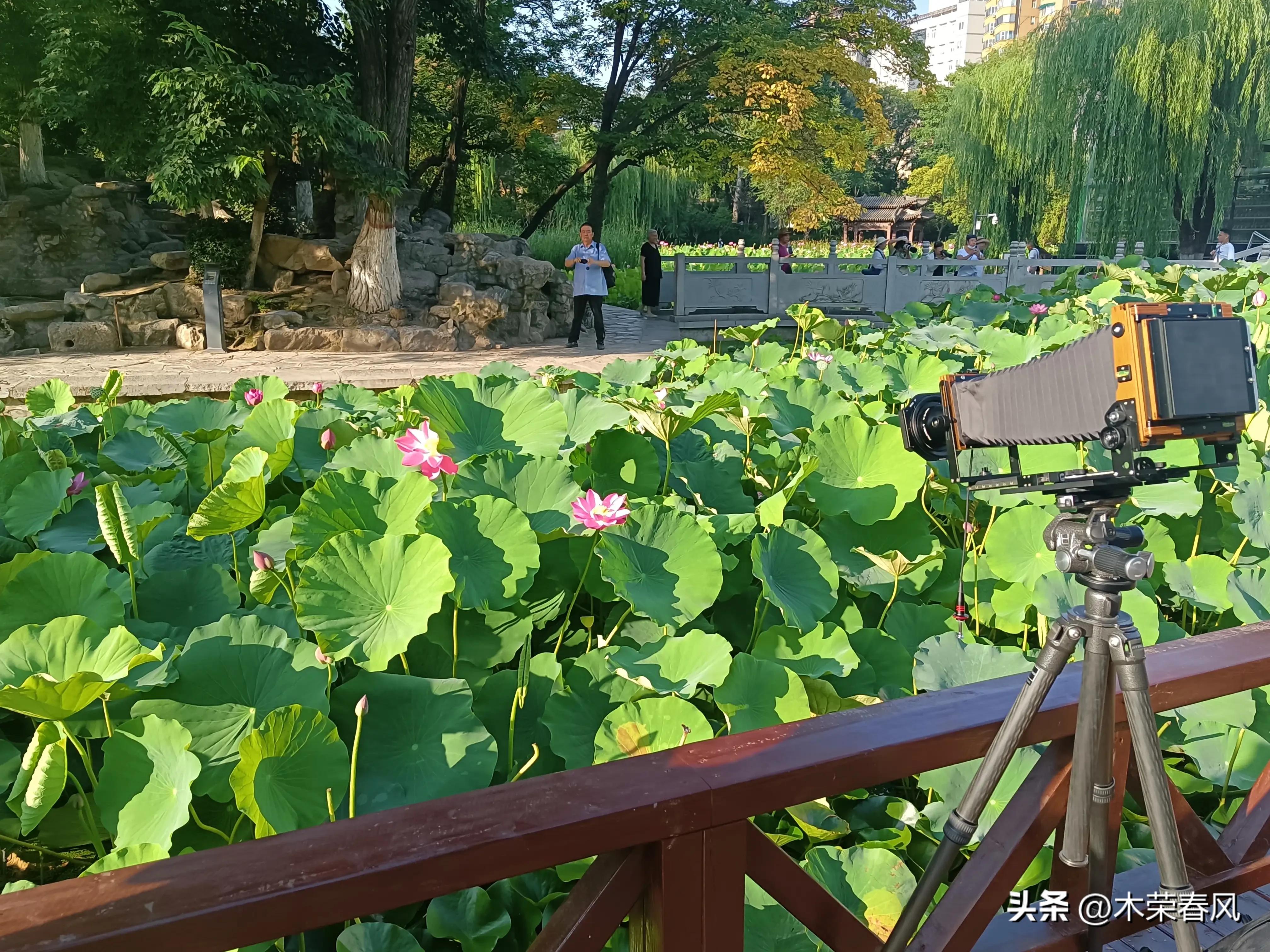 莲湖公园看荷花几点合适,莲湖公园荷花怎么走