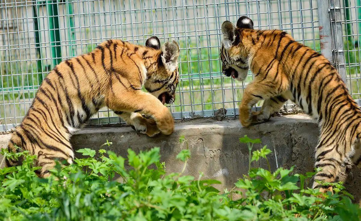 天气热动物园老虎,动物园里的老虎和野生老虎