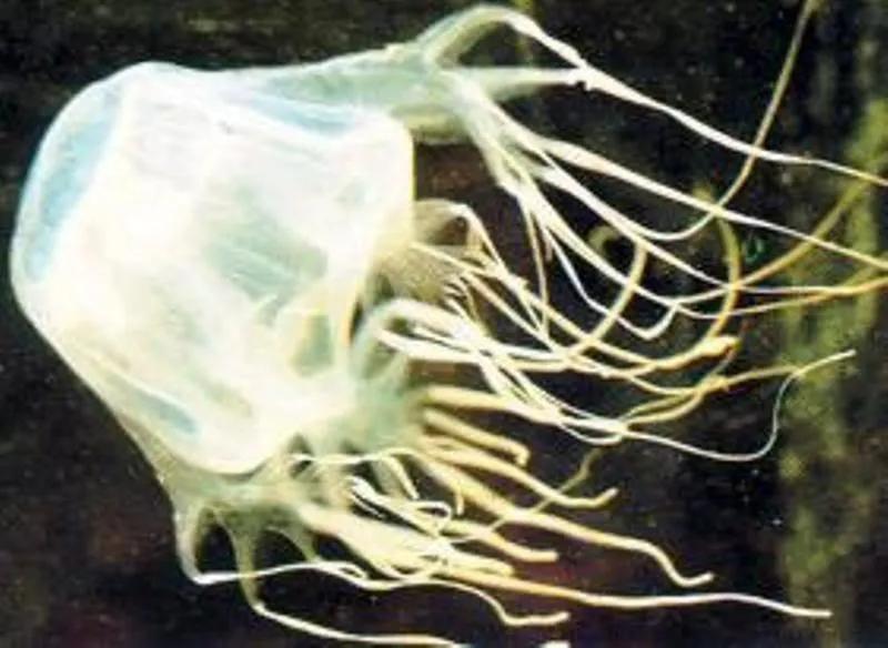 世界十大毒物动物,世界十大毒物排行榜的视频