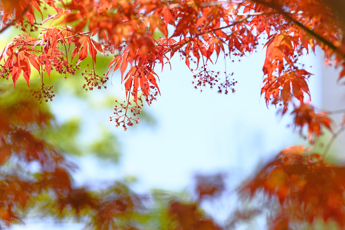 水星狮子座落入第五宫,水星进入狮子座啥意思