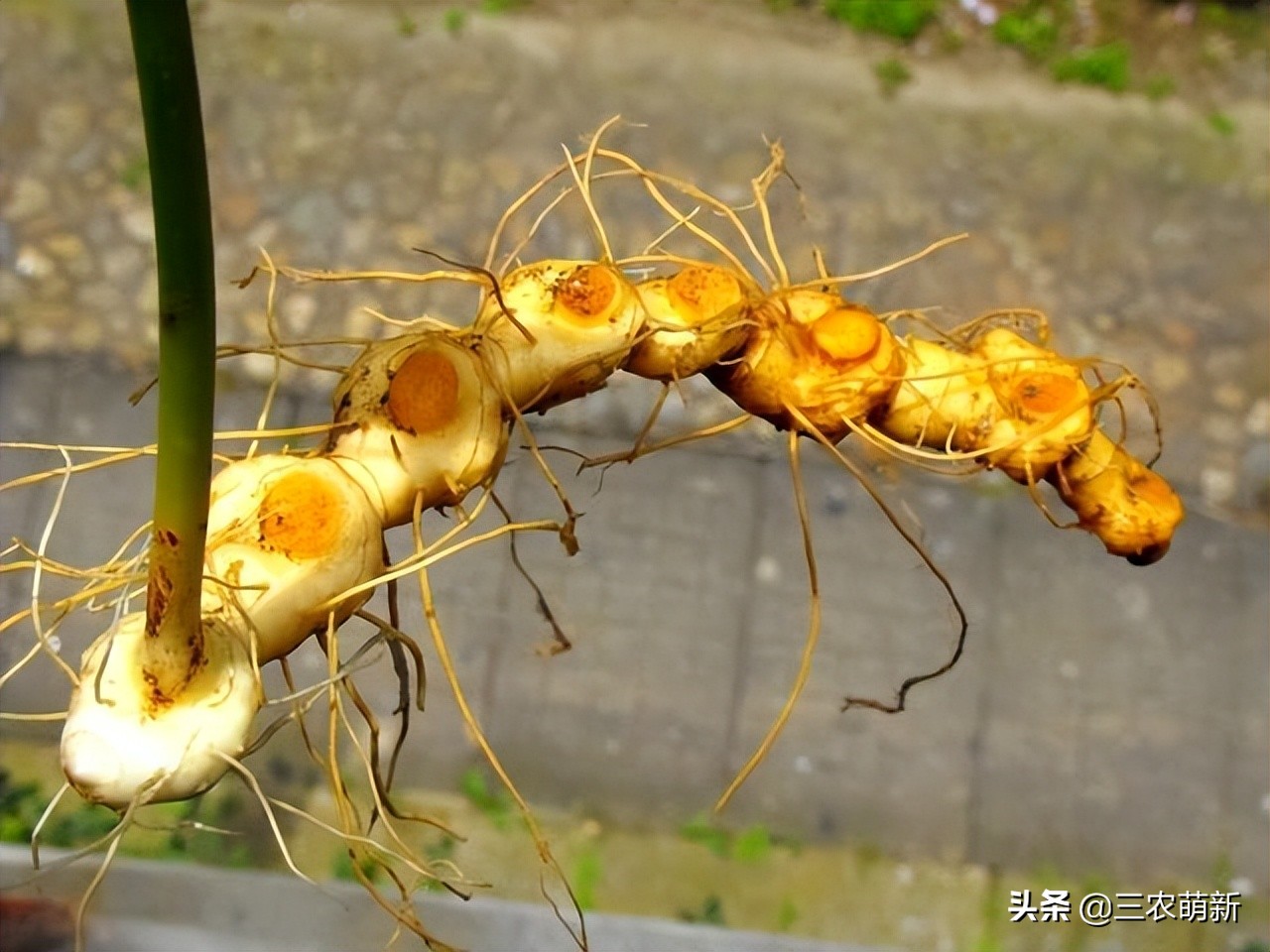 野生鸡头参采挖,鸡头参能不能经常挖