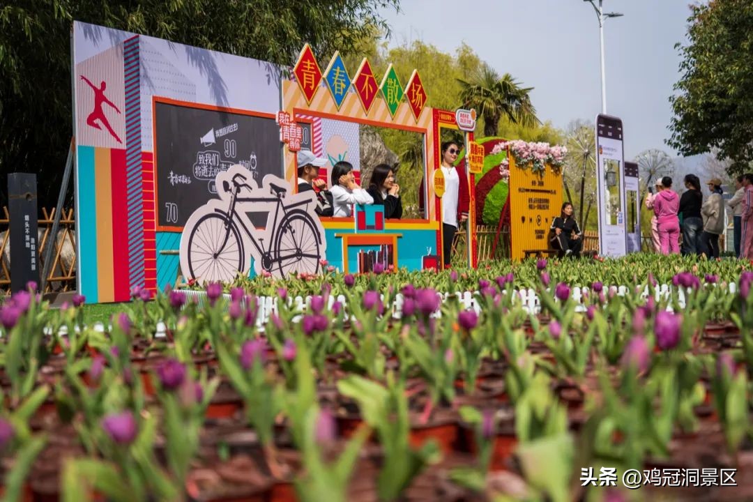 郁金香玫瑰花语是什么,金色郁金香花语和寓意