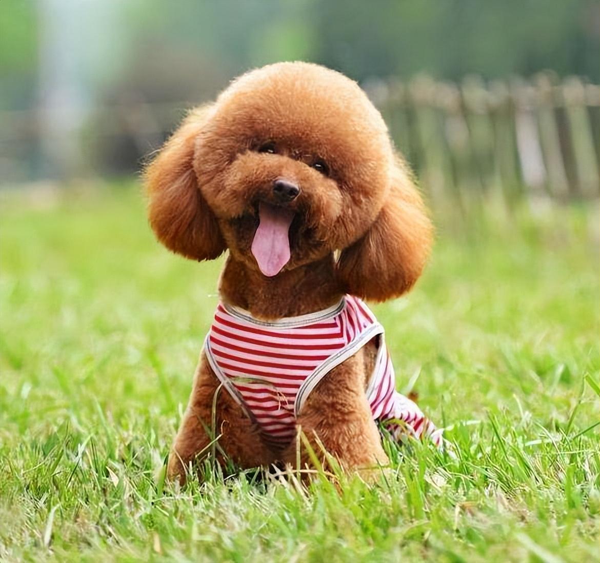 最好看的狗狗金毛,盘点最礼貌的狗狗金毛