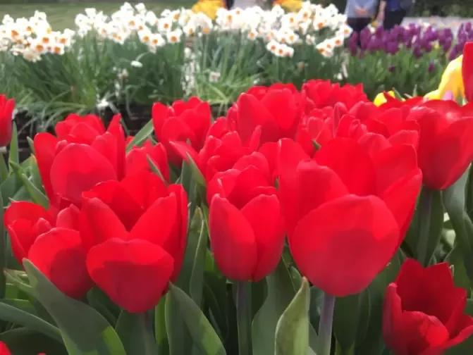 漂亮的郁金香随手一拍都是美景,春天的郁金香花海美得不可方物