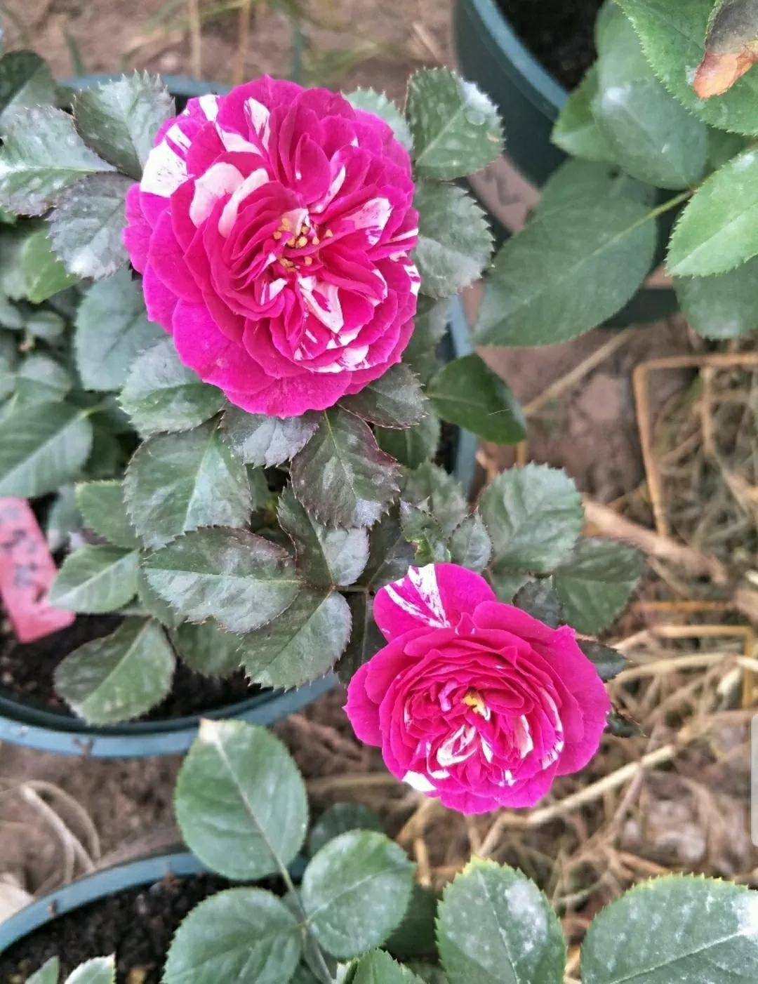 月季玫瑰蔷薇三姐妹的区别,月季蔷薇和玫瑰哪个更好看