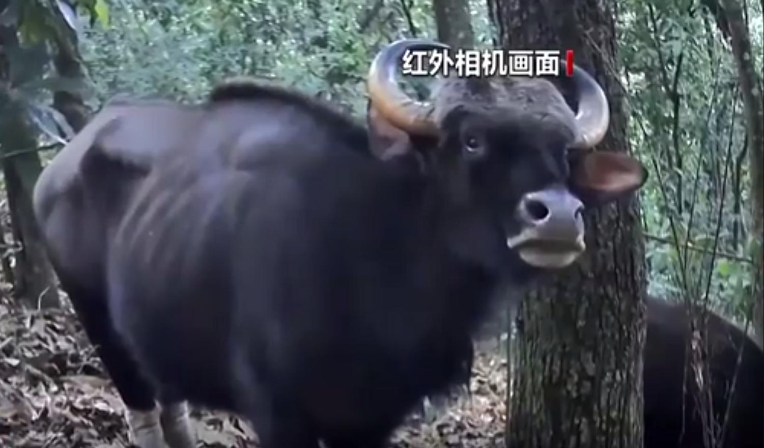 世界上体型最大的牛堪称牛魔王,体型最大的牛是什么牛