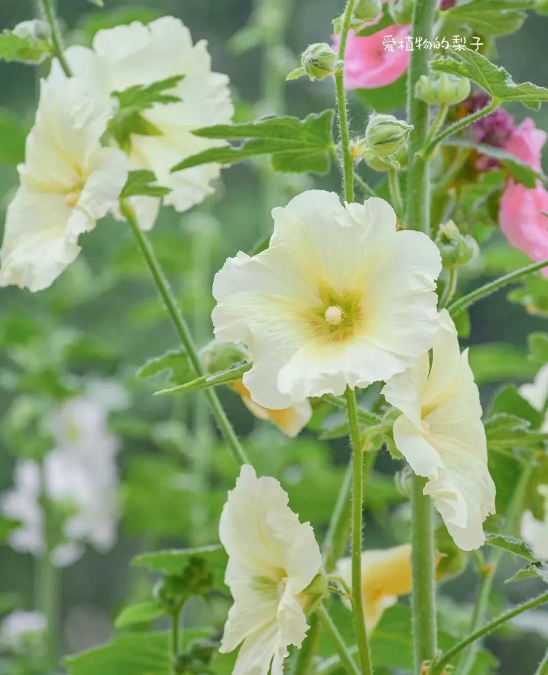 种什么花一年四季开花还好打理,南方一年四季蔬菜播种时间表