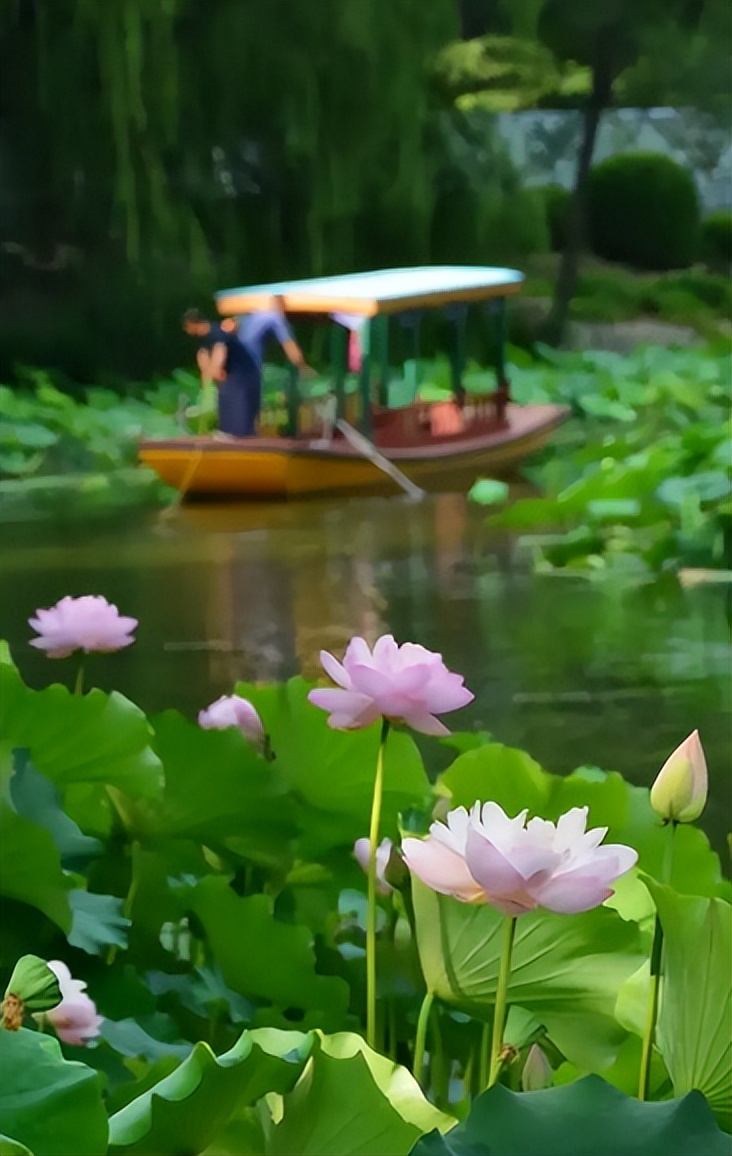 周嗣远|接天碧叶莹如玉，夕照芙蓉万朵花（原创荷之歌25首）