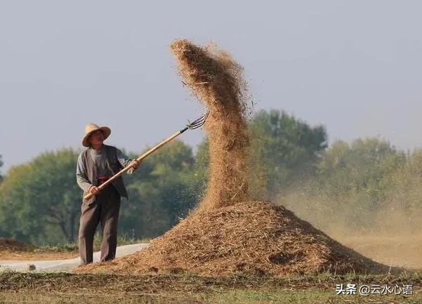 赞美老牛的七言律诗,关于老牛的诗句