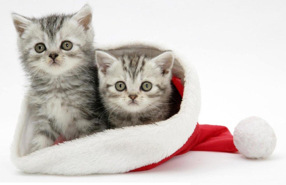 蛋氨酸值,蛋氨酸值50正常吗