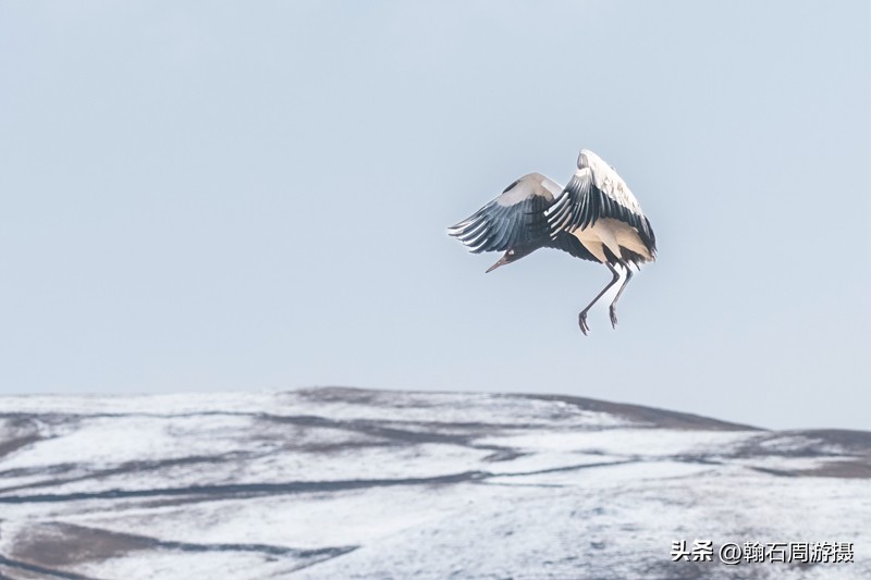 高原精灵黑颈鹤越冬之地——大山包（云、藏自驾旅行纪实之一）