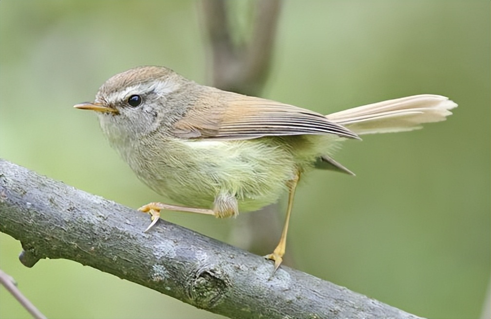 所有鸟图片大全大图,50张最佳鸟类摄影作品