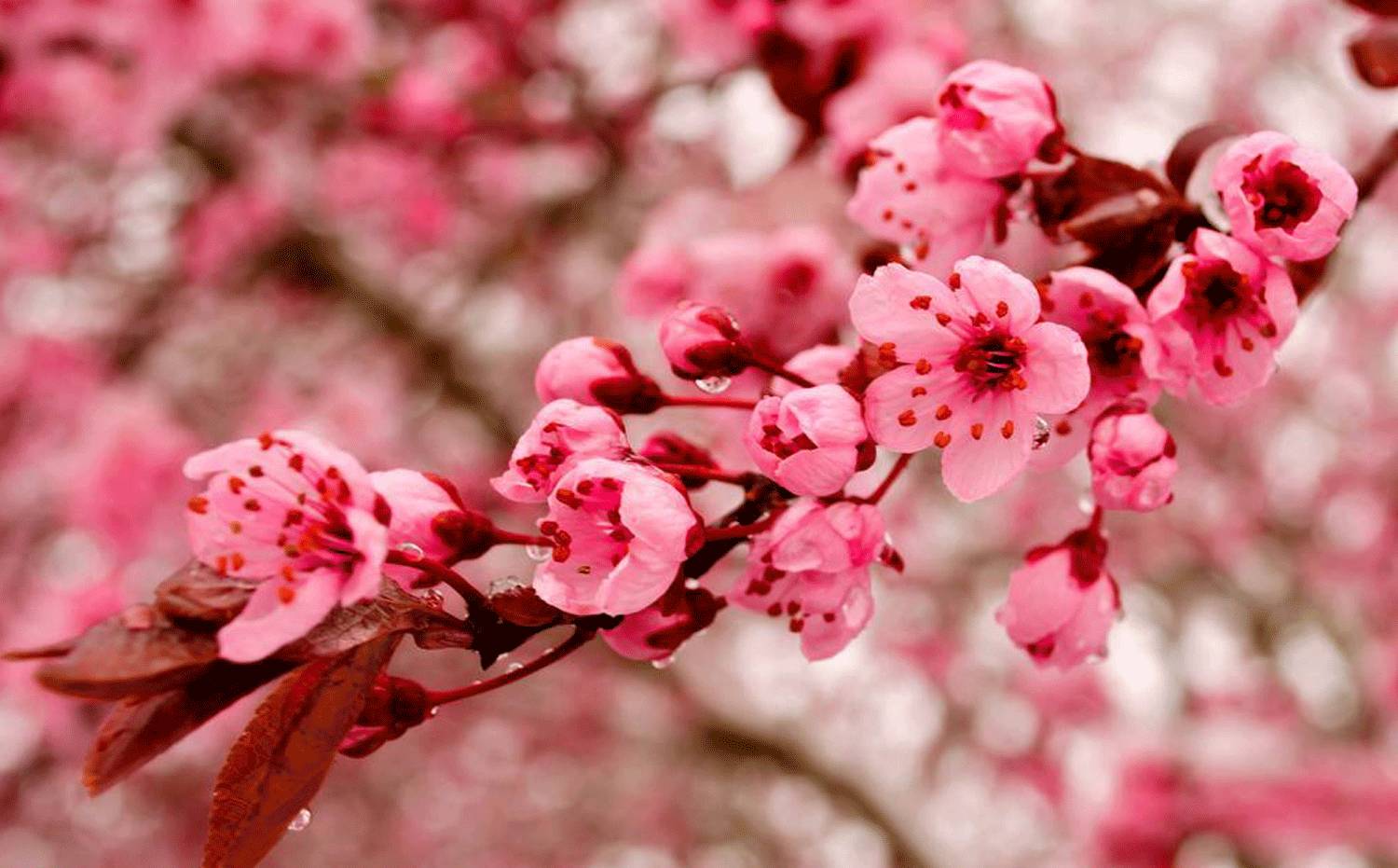 水果中桃子代表什么,桃子为什么被称为寿桃