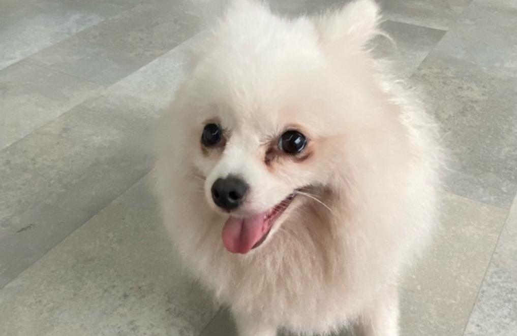 博美肠胃怎么护理视频,博美犬日常饮食