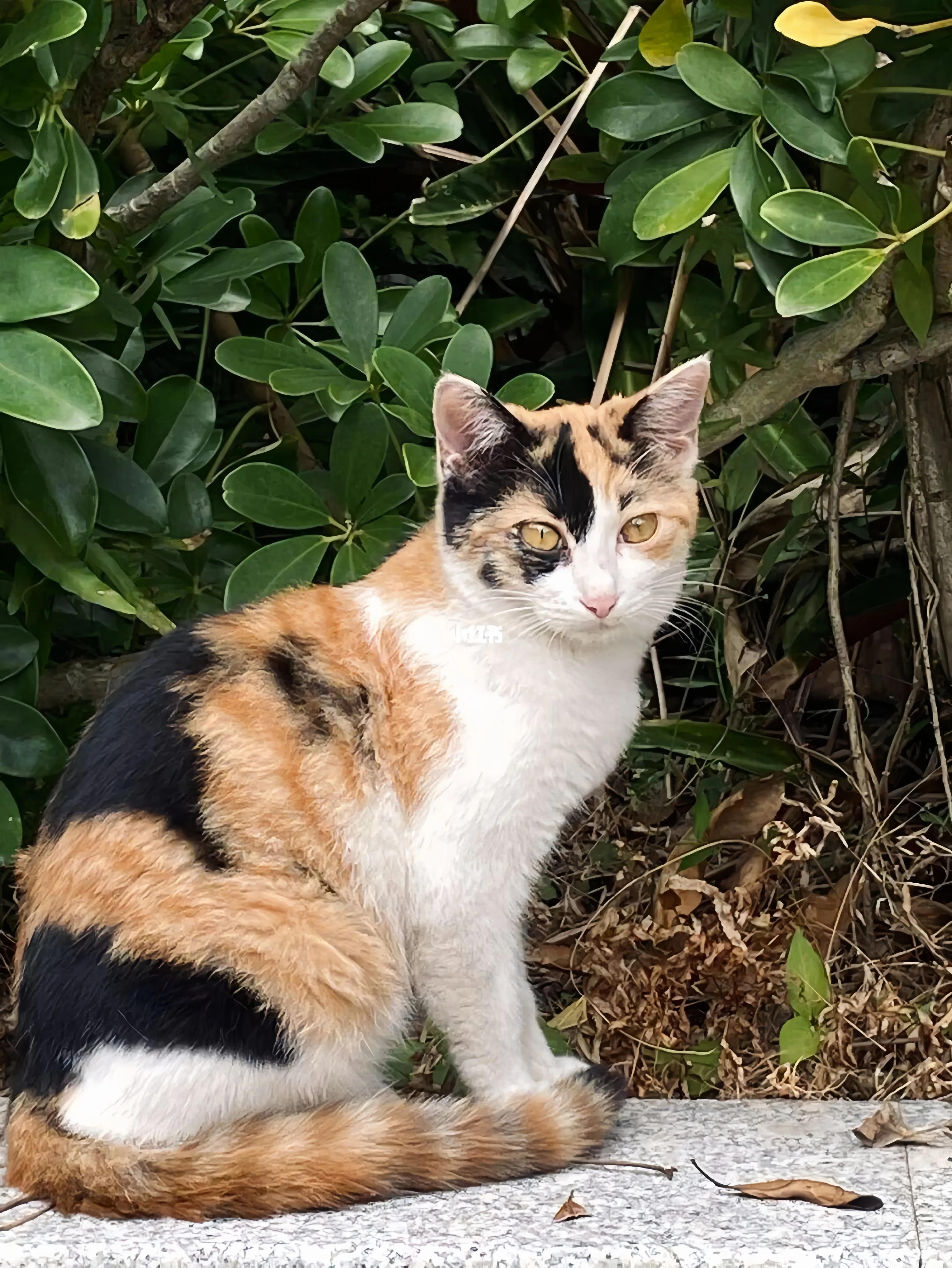 猫咪品种推荐500元以内,叫蒜头的猫咪是什么品种的