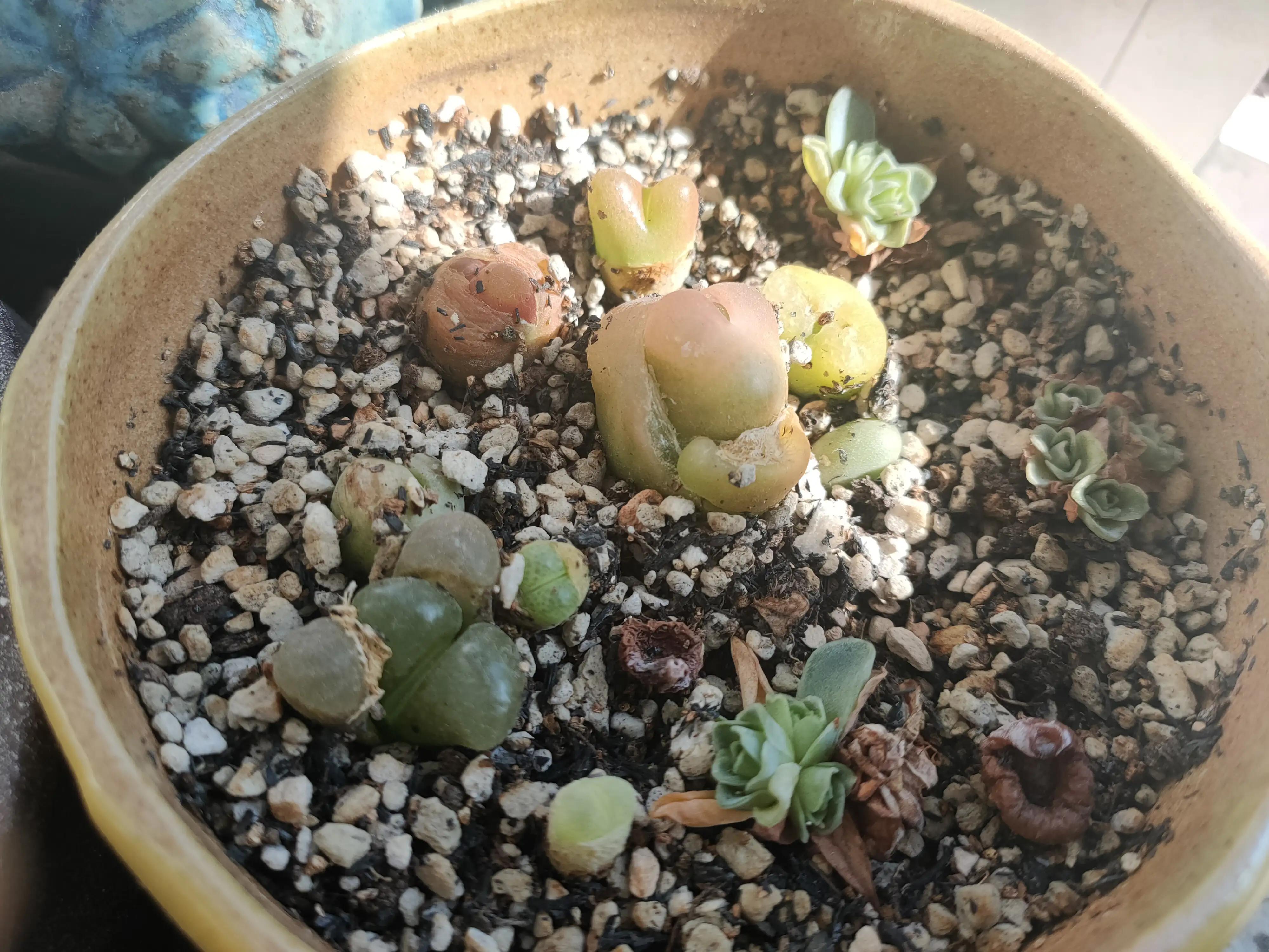 雪樱多肉韩国进口,韩国芦荟多肉品种