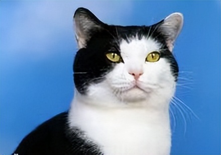 奶牛猫算不算是中华田园猫,中华田园奶牛猫宠物