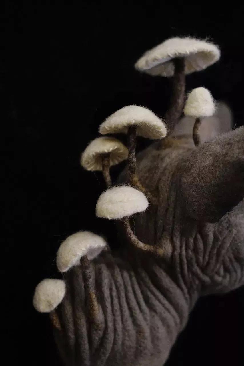 奇形怪状的羊毛毡,奇形怪状羊毛毡