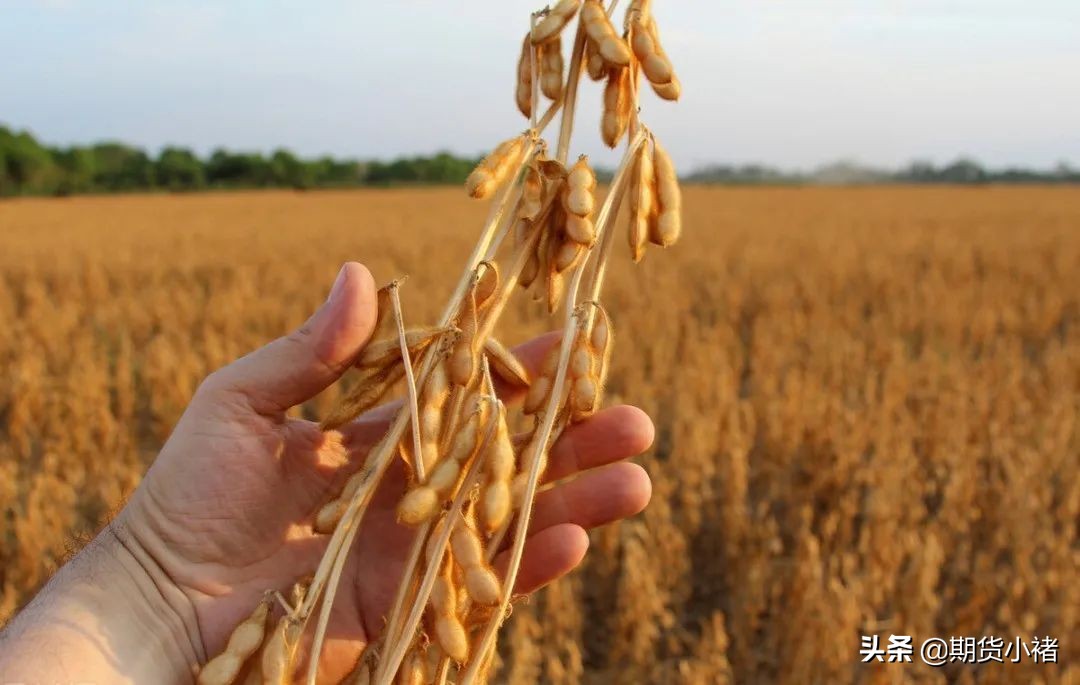 大豆压榨低，需求弱，库存提高，期货回落，黄豆还能涨价？