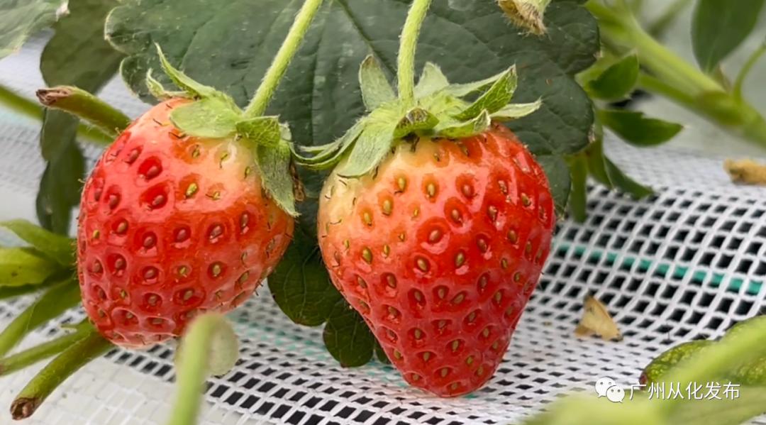 两人从化两天一夜游玩攻略,去从化玩的攻略