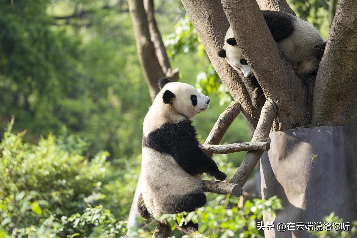 成都一座慢悠悠的城市,成都是一座让人舍不得离开的城市
