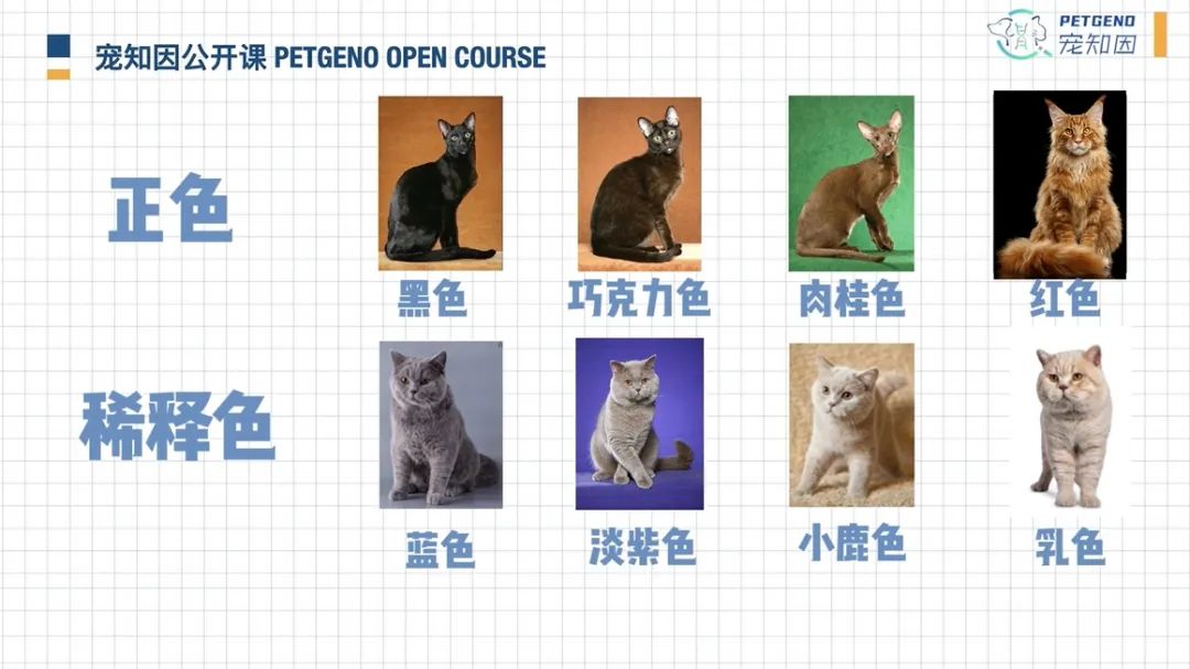 猫身上掉下来有白色颗粒是什么,猫身上白色的是什么