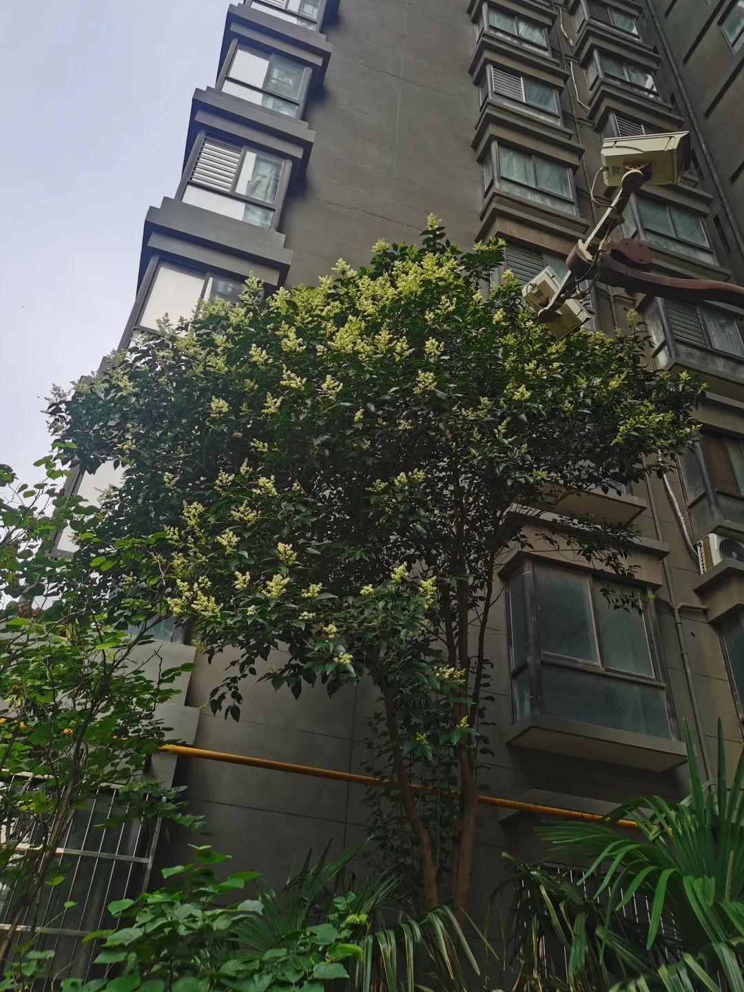 怎么收服蜜蜂,收服洞里的蜜蜂最快的方法