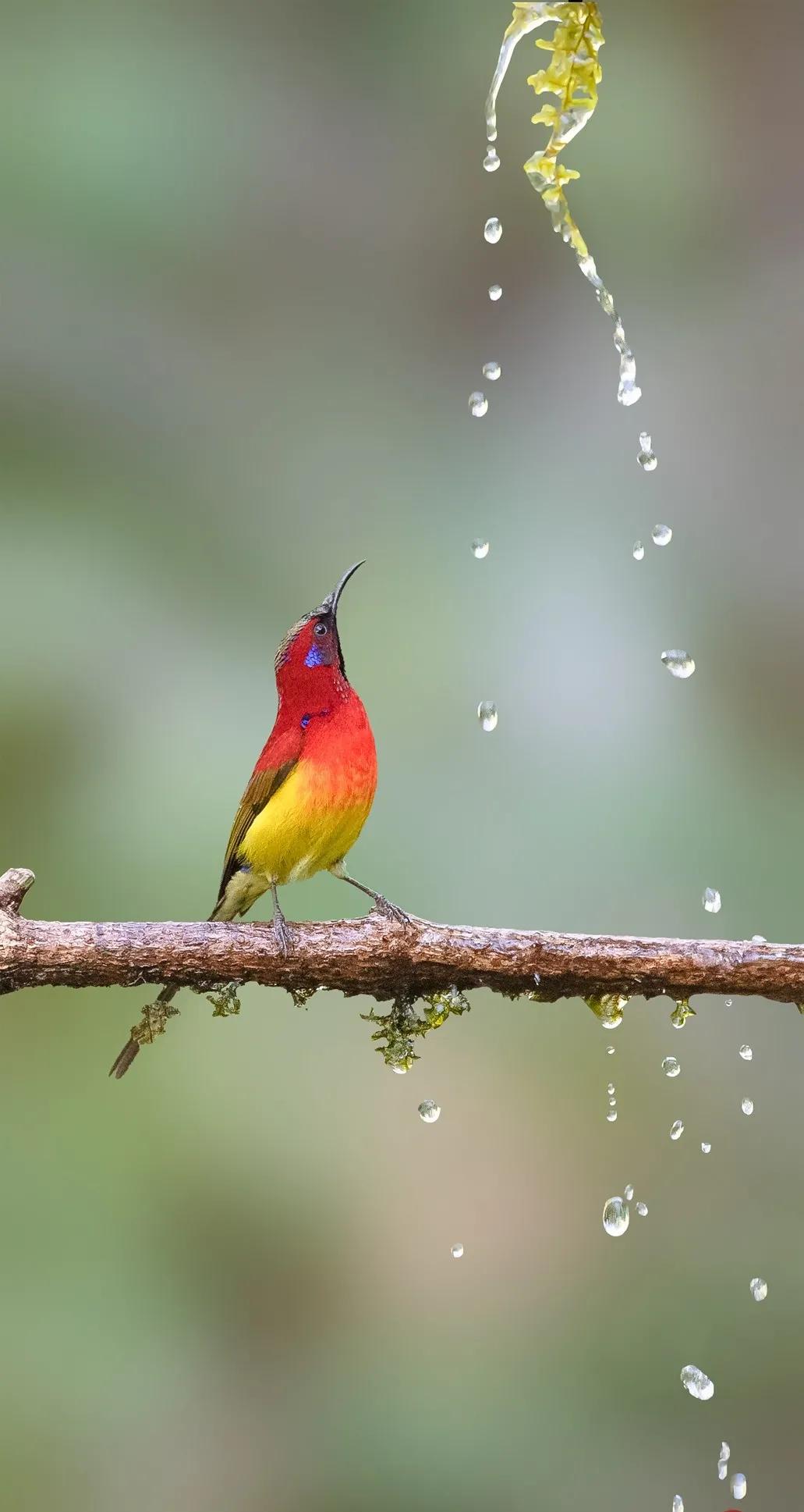太阳鸟花的图片,太阳鸟精彩图片