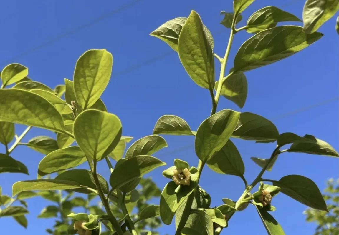 柿子生长期如何防落果,柿子九月份的病虫害管理