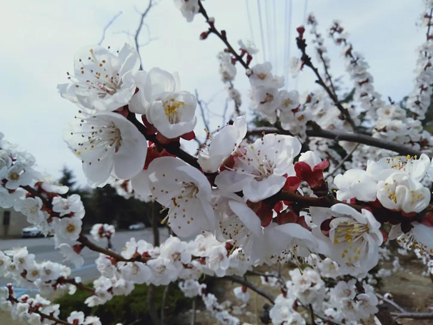 梁尔源：狼和羊（组诗）