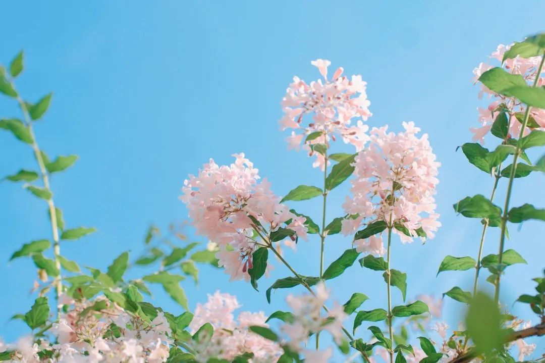 北京居庸关花海栈道,北京四季花海景区