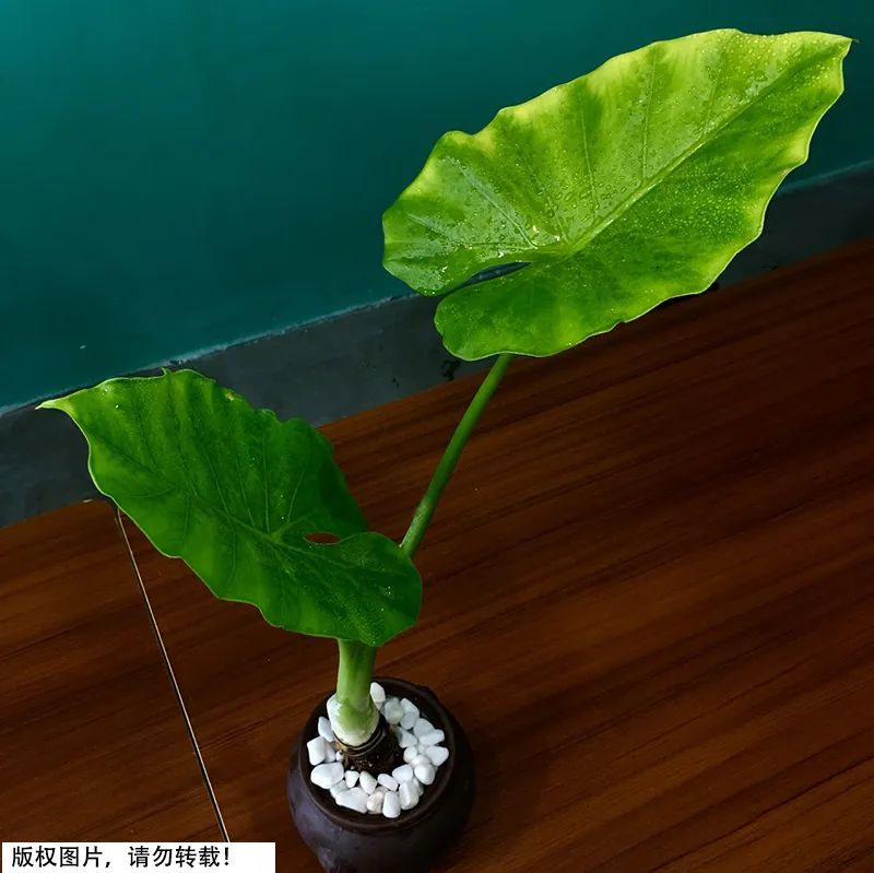 有毒植物夹竹桃,夹竹桃科植物都是有毒的吗