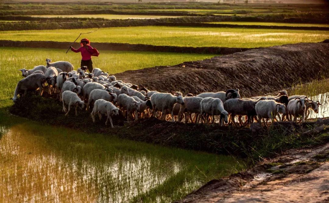 宁夏手把羊肉的正宗做法,宁夏红焖羊肉视频完整版