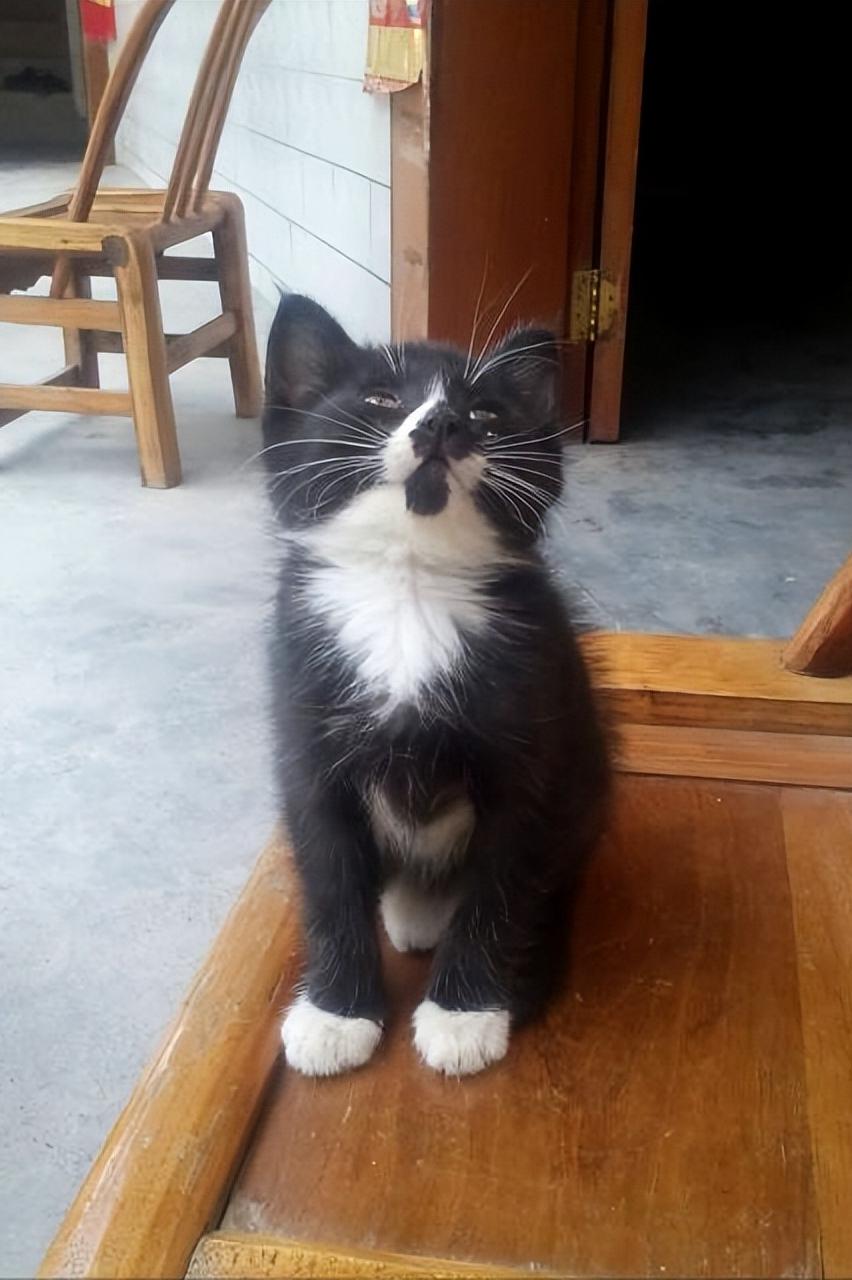 老人常说的招财猫,招财猫的寓意与风水禁忌