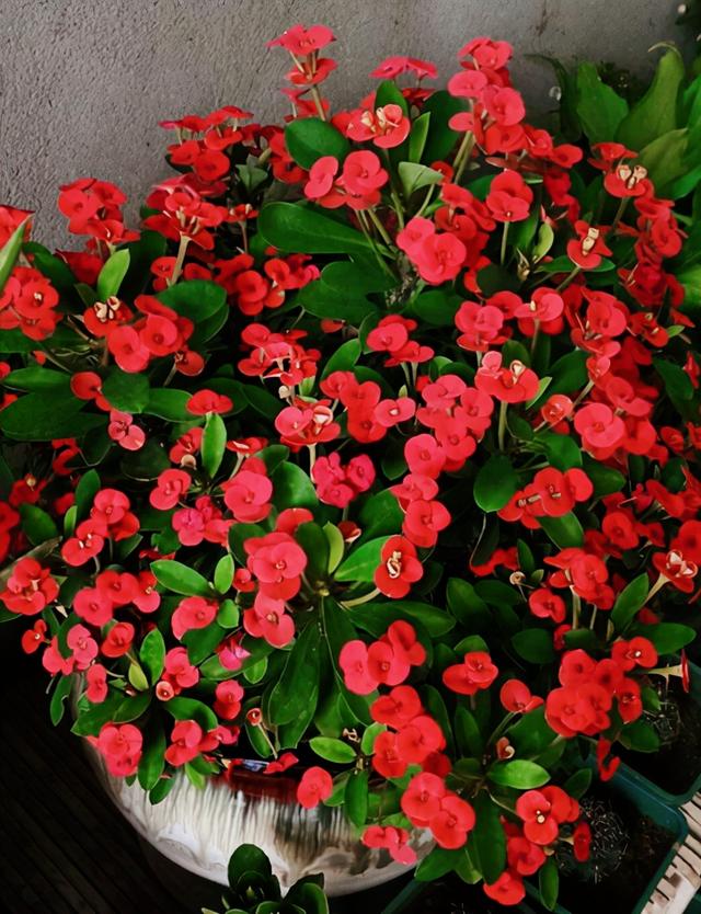 家养3种富贵花福气好运挡不住,七种富贵花图片