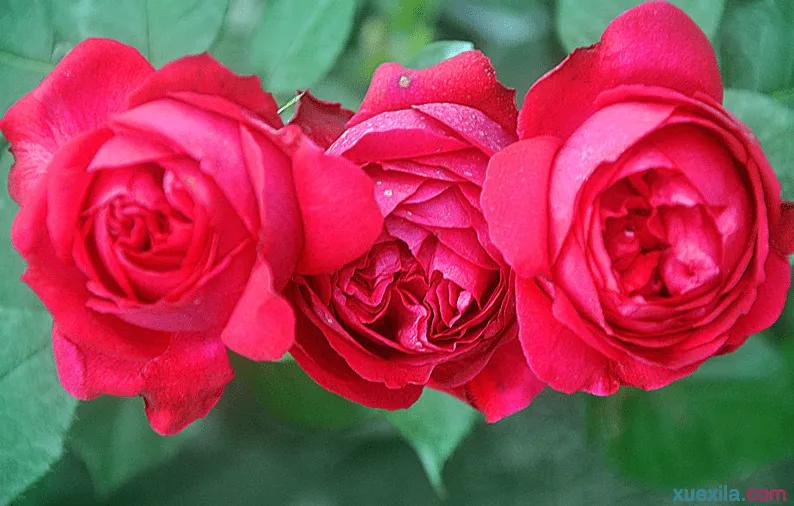 月季美图100张,月季花唯美高清图片大全