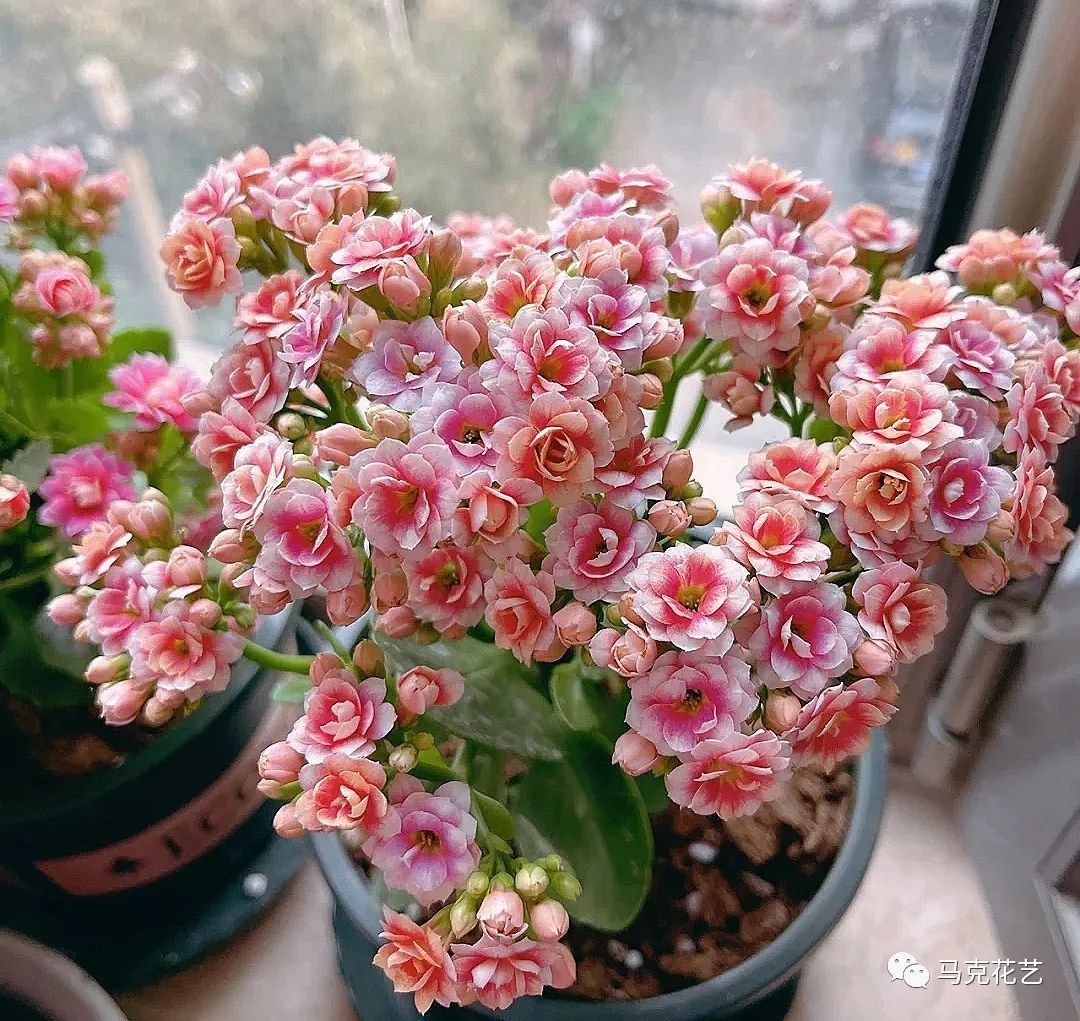 马克花艺｜送对花表对意，别让好心办坏事