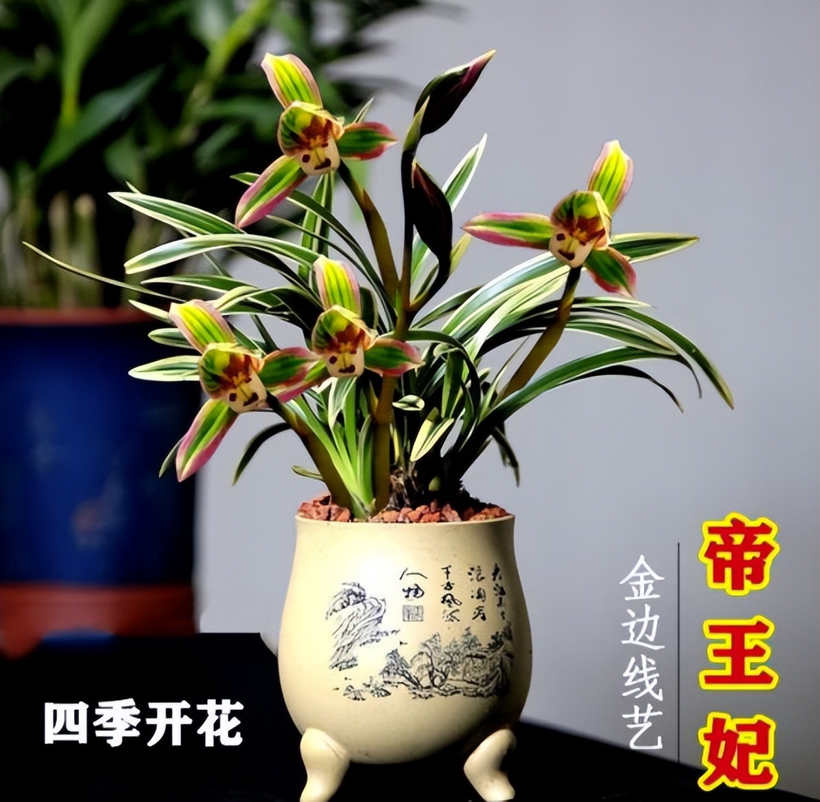 帝王妃金边矮种兰花直播,金边建兰帝王妃叶子多长