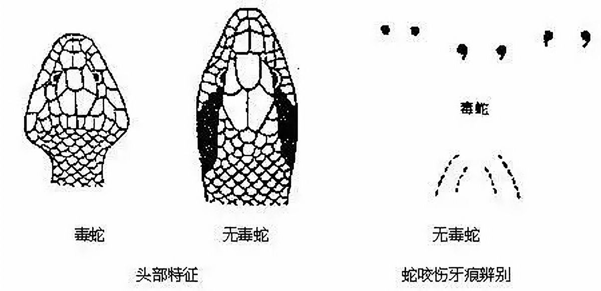 野生蟒蛇为什么不攻击人,巨蟒蛇蜕皮的过程