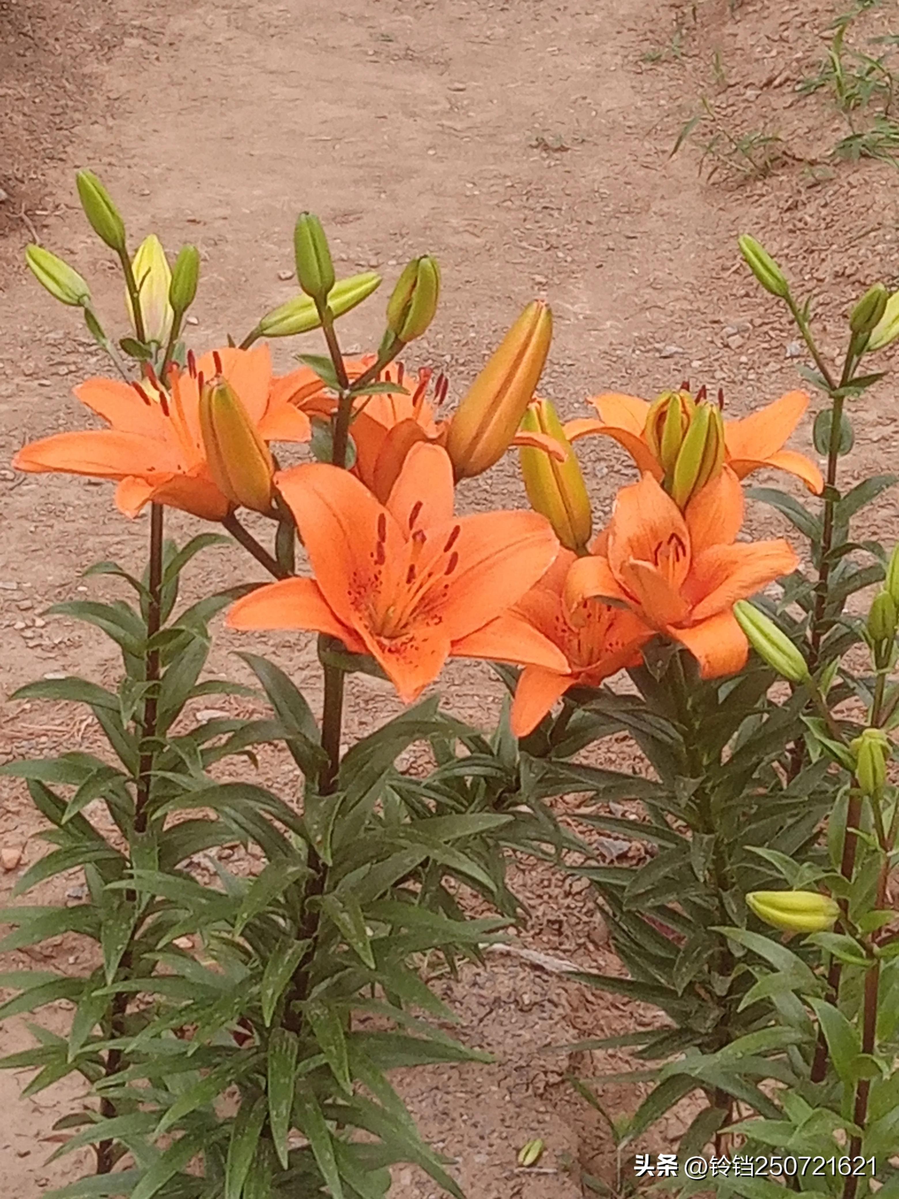 百合花开花的样子很美,花卉百合花四季开花