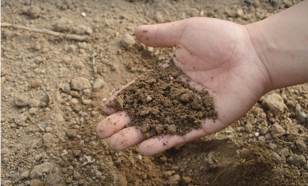 扦插月季添加微生物菌剂有好处吗,加入生根粉和多菌灵的土能种菜吗